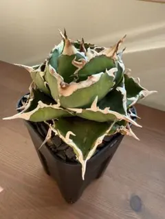 2025年最新】金鯨 アガベの人気アイテム - メルカリ