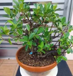 ガジュマルの木 盆栽 観葉植物 ヒゲつき - メルカリ