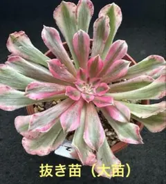 2026年最新】アエオニウム錦の人気アイテム - メルカリ