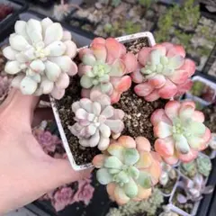 韓国苗 レインボー錦 多肉植物 エケベリア 極美株 抜き苗 - メルカリ