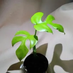 ➄ヒメモンステラ