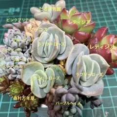 つぶつぶ多肉寄せ植え10種14苗　S
