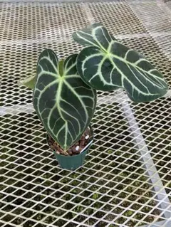 アンスリウム AOS x Thai Magnificum 2株 - メルカリ
