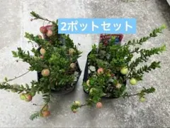 大人気☆赤い実が可愛いクランベリー（ツルコケモモ）のサムネイル