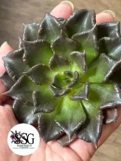 2025年最新】多肉植物 ブラックマディバの人気アイテム - メルカリ