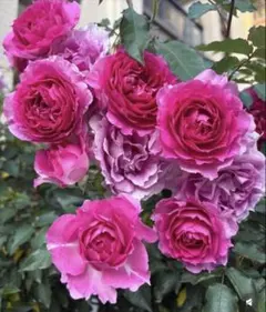 2025年最新】挿し木苗 バラの人気アイテム - メルカリ