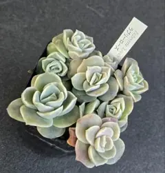 ④❣️札付き 多肉植物 セダム ★ラブリーローズ★ 抜き苗