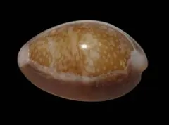 ナガハナマルユキ　2.74cm