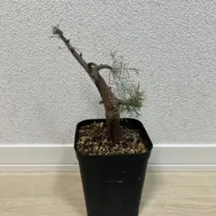 2026年最新】commiphoraの人気アイテム - メルカリ