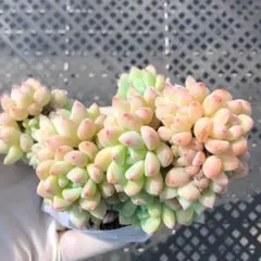 NEW❗️578多肉植物 エケベリア ロココ 抜き苗 寄せ植え 4苗セット