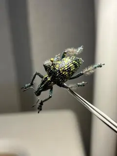 トゲトゲテントウムシダマシ 昆虫標本 Cacodaemonフトタマムシ - メルカリ