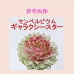 美苗❤️ センペルビウム ギャラクシースター 斑入り 抜き苗 多肉植物