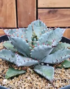 はまー様 リクエスト 2点 まとめ商品