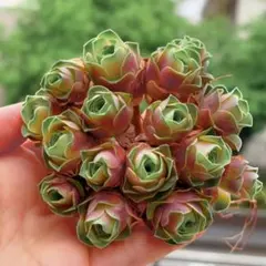 グリーノビア　古月紅　ブーケ　多肉植物　アエオニウム　子いっぱい　超美苗のサムネイル