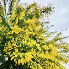 フレッシュミモザ⭐︎100サイズ⭐︎箱いっぱい⭐︎保水あり⭐︎