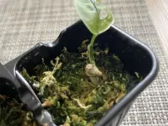 モンステラ アダンソニー マドカズラ斑入り④のサムネイル