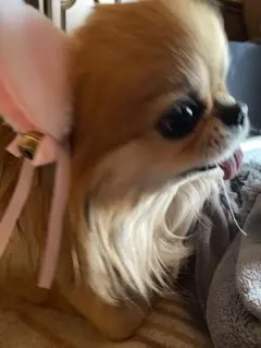 ゆみこ様専用 他の方は購入をしないで下さい！！