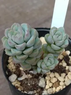 あられ　鉢内全て　抜き苗　つぶつぶ屋さん　多肉植物のサムネイル
