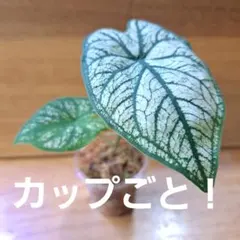 カラジューム　カラジュウム　カップごと発送のサムネイル