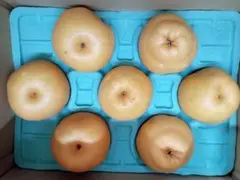 ドンちゃん様専用　新高梨