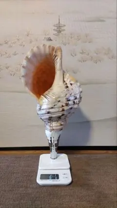 2026年最新】法螺貝の人気アイテム - メルカリ