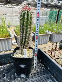 弁慶柱　ベンケイチュウ　3苗 抜き苗 弁慶柱 ベンケイチュウ 抜き苗 - メルカリ