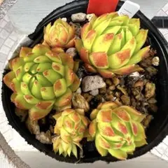 多肉植物 センペルビウム テクトラム ルージュ No.62【赤】 - メルカリ