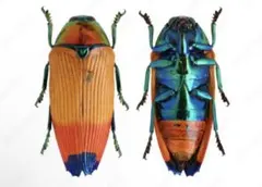 2026年最新】昆虫 玉虫の人気アイテム - メルカリ