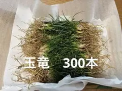 ミクロソリウム 本ナロー タイ産 大容量画像全て - メルカリ