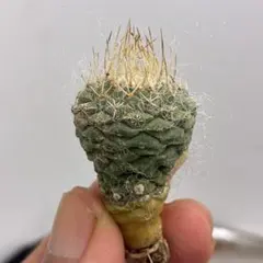 2026年最新】菊水 サボテンの人気アイテム - メルカリ