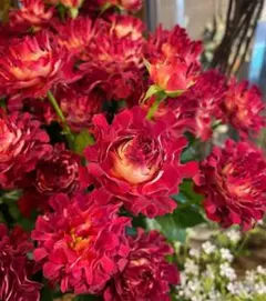 2026年最新】バラ苗 切花の人気アイテム - メルカリ