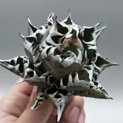 2025年最新】ゴリ猫の人気アイテム - メルカリ