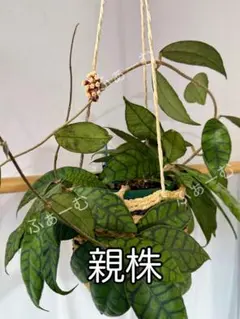 2025年最新】ホヤ カリストフィラの人気アイテム - メルカリ