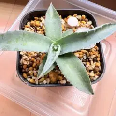 2026年最新】シャウィ アガベの人気アイテム - メルカリ