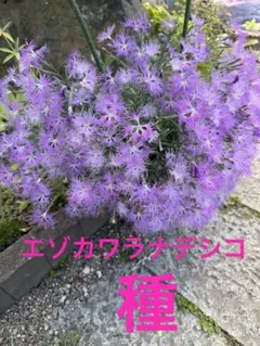 山野草　種　エゾカワラナデシコ　50粒　北海道道南産　2026年7月24日採取のサムネイル
