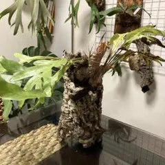 ドリナリア クエルシフォリア コルク付　鉢 観葉植物 約30cmのサムネイル