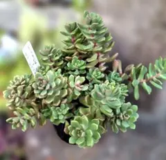 多肉植物カット苗♡ざらめ♡スプリングワンダー×ケッセルリンギアナ