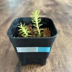 ウルフパック様 リクエスト 2点 まとめ商品