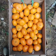 中柚子様専用： みかん 箱込み10㎏ 神奈川県小田原産