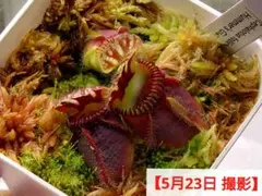 セファロタス ビッグボーイ(大株) 食虫植物 【匿名配送】 セファロタス ビッグボーイ(大株) 食虫植物 【匿名配送】 【公式通販】