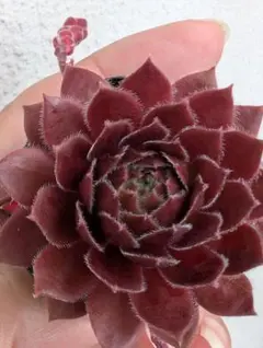 多肉植物 センペルビウム パシフィックグレース 6cmポット苗① - メルカリ