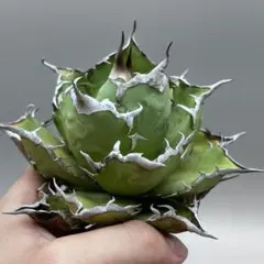 龍門】アガベ 特選 多肉植物 ホリダ 極上強刺 精品株 - メルカリ