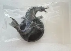 Item thumbnail for item 4d36a6c6-a1ab-447d-bb1d-3bce88a34223