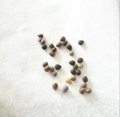 種子20粒」ボスウェリア・リバエBoswellia rivae - メルカリ