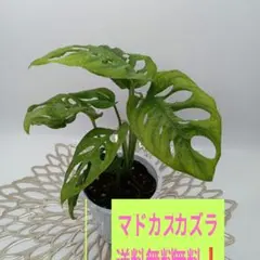 草花の土様 リクエスト 3点 まとめ商品