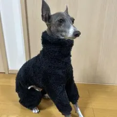 イタグレ ペットグッズ