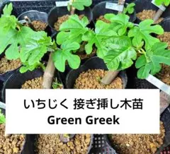 2026年最新】いちじく台木の人気アイテム - メルカリ