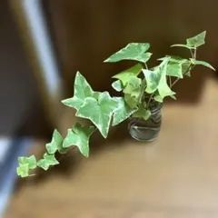 ヘデラ ホワイトワンダー 5本カット根あり - メルカリ