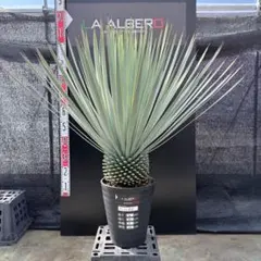 2026年最新】ロストラータの人気アイテム - メルカリ