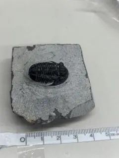 15mm】ツチゴミムシダマシ科の一種 標本 アイアン・クラッド・ビートル